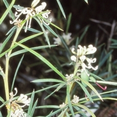 Grevillea patulifolia at Morton National Park - 6 Nov 1998 by BettyDonWood