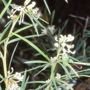 Grevillea patulifolia at Morton National Park - 7 Nov 1998 12:00 AM