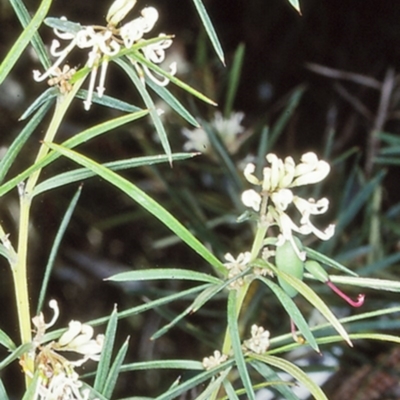 Grevillea patulifolia at Morton National Park - 6 Nov 1998 by BettyDonWood