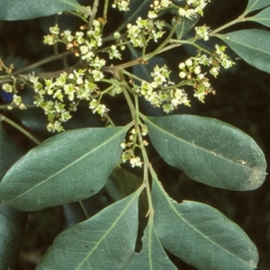 Guioa semiglauca at Boyne State Forest - 8 Nov 1998