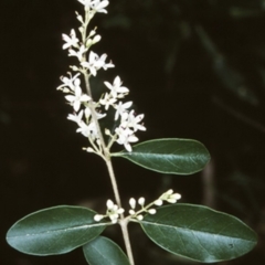 Ligustrum sinense (Narrow-leaf Privet, Chinese Privet) at Deua River Valley, NSW - 10 Nov 1998 by BettyDonWood