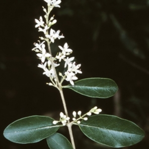 Ligustrum sinense at Deua River Valley, NSW - 10 Nov 1998 12:00 AM