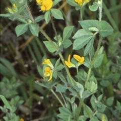 Lotus subbiflorus (Hairy Bird's Foot Trefoil) at Bomaderry, NSW - 28 Nov 1998 by BettyDonWood