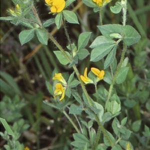 Lotus subbiflorus at Bomaderry, NSW - 29 Nov 1998 12:00 AM