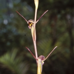 Orthoceras strictum (Horned Orchid) at Mogo State Forest - 8 Dec 1998 by BettyDonWood