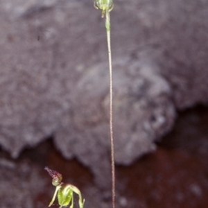 Caleana minor at Murramarang National Park - suppressed
