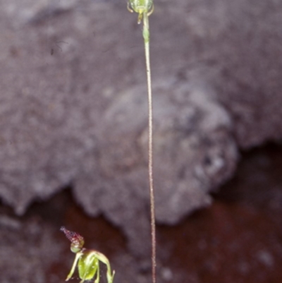 Caleana minor (Small Duck Orchid) at Murramarang National Park - 27 Nov 1998 by BettyDonWood