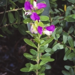 Polygala myrtifolia (Myrtle-leaf Milkwort) at Depot Beach, NSW - 28 Nov 1998 by BettyDonWood