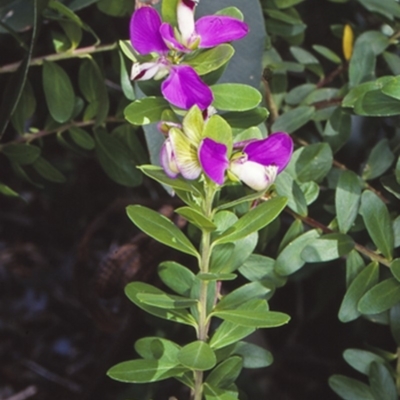 Polygala myrtifolia (Myrtle-leaf Milkwort) at 16 Depot Beach Dr - 28 Nov 1998 by BettyDonWood