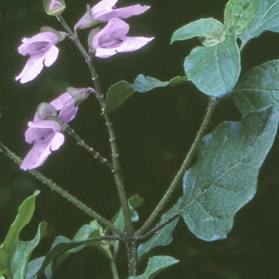 Prostanthera prunelloides (A mint bush) at Yadboro, NSW - 18 Nov 1998 by BettyDonWood