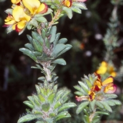 Pultenaea tuberculata (Wreath Bush-pea) at Barringella, NSW - 7 Nov 1998 by BettyDonWood