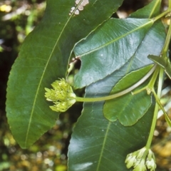 Ceratopetalum apetalum (Coachwood) at Monga National Park - 18 Oct 1998 by BettyDonWood