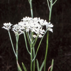 Conospermum longifolium subsp. mediale at Worrowing Heights, NSW - 1 Oct 1998