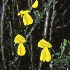 Cytisus scoparius subsp. scoparius (Scotch Broom, Broom, English Broom) at Termeil, NSW - 14 Oct 1998 by BettyDonWood