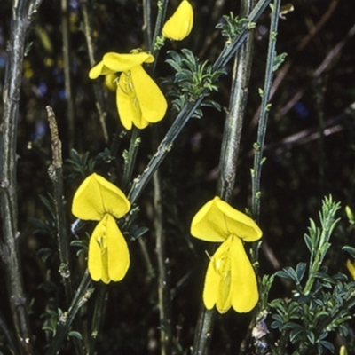 Cytisus scoparius subsp. scoparius (Scotch Broom, Broom, English Broom) at Termeil, NSW - 15 Oct 1998 by BettyDonWood