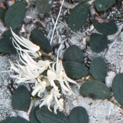 Dockrillia linguiformis (Thumb-nail Orchid) at Bomaderry, NSW - 30 Sep 1998 by BettyDonWood