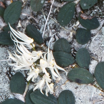 Dockrillia linguiformis (Thumb-nail Orchid) at Bomaderry Creek Regional Park - 1 Oct 1998 by BettyDonWood