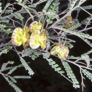 Dodonaea multijuga at Flat Rock State Forest - 16 Oct 1998