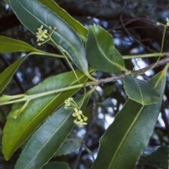 Elaeodendron australe var. australe (Red Olive Plum) at Boyne State Forest - 15 Oct 1998 by BettyDonWood