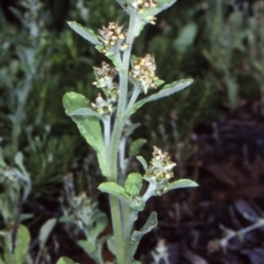 Gamochaeta pensylvanica (Pennsylvania Cudweed) at Bomaderry Creek Regional Park - 30 Sep 1998 by BettyDonWood