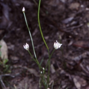 Laxmannia gracilis at Bomaderry Creek Regional Park - 1 Oct 1998 12:00 AM