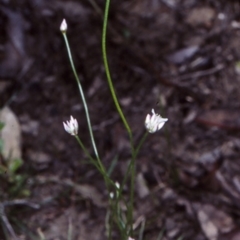 Laxmannia gracilis (Slender wire lily) at Bomaderry Creek Regional Park - 30 Sep 1998 by BettyDonWood