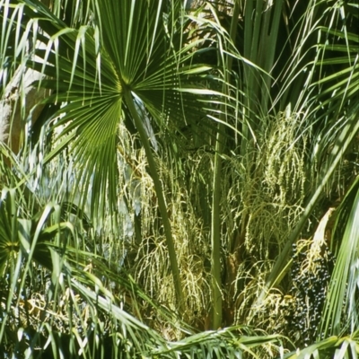 Livistona australis (Australian Cabbage Palm) at Murramarang National Park - 5 Oct 1998 by BettyDonWood