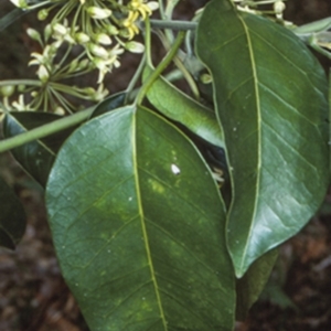 Leichhardtia rostrata at Currowan State Forest - 17 Oct 1998