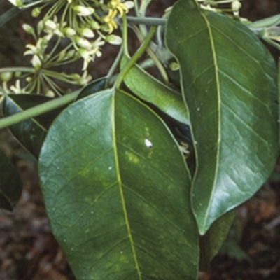 Leichhardtia rostrata (Milk Vine) at Currowan State Forest - 16 Oct 1998 by BettyDonWood