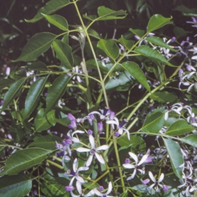 Melia azedarach (White Cedar) at Milton, NSW - 15 Oct 1998 by BettyDonWood