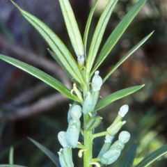 Podocarpus spinulosus (Spiny-leaf Podocarp) at Ulladulla - Warden Head Bushcare - 15 Oct 1998 by BettyDonWood