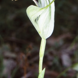 Pterostylis baptistii at Batemans Marine Park - 15 Oct 1998