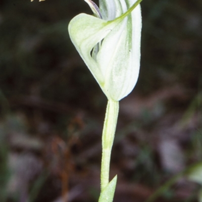 Pterostylis baptistii (King Greenhood) at Batemans Marine Park - 15 Oct 1998 by BettyDonWood