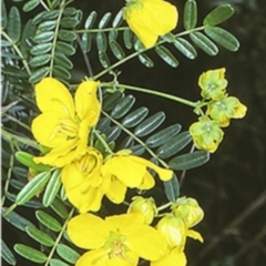 Senna barronfieldii at Boyne State Forest - 14 Oct 1998 by BettyDonWood