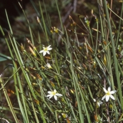 Thelionema umbellatum (Clustered Lily) at Ulladulla - Warden Head Bushcare - 15 Oct 1998 by BettyDonWood