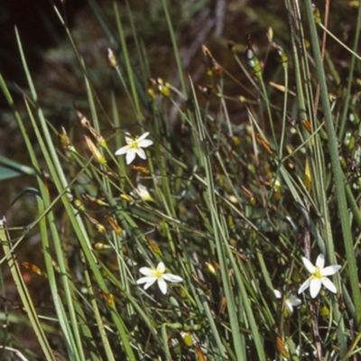 Thelionema umbellatum (Clustered Lily) at Ulladulla - Warden Head Bushcare - 15 Oct 1998 by BettyDonWood