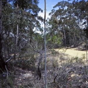 Xanthorrhoea concava at Boyne State Forest - 15 Oct 1998