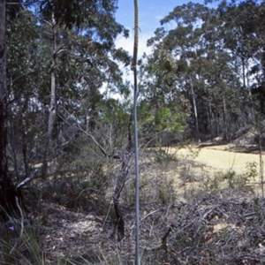 Xanthorrhoea concava at Boyne State Forest - suppressed