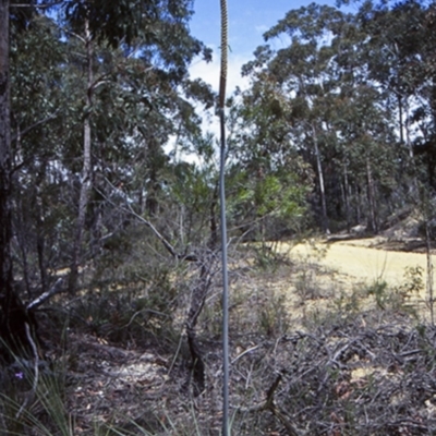 Xanthorrhoea concava (Grass Tree) at Boyne State Forest - 14 Oct 1998 by BettyDonWood