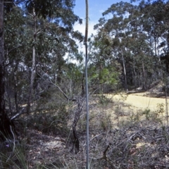 Xanthorrhoea concava (Grass Tree) at Boyne State Forest - 14 Oct 1998 by BettyDonWood