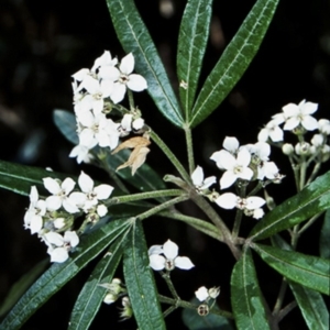 Zieria arborescens subsp. arborescens at Morton, NSW - 17 Oct 1998