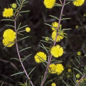 Acacia brownii at Wandandian, NSW - 13 Aug 1998