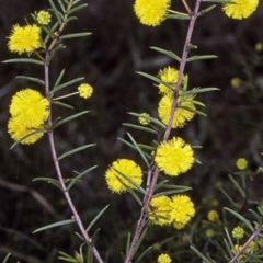 Acacia brownii (Heath Wattle) at Wandandian, NSW - 12 Aug 1998 by BettyDonWood