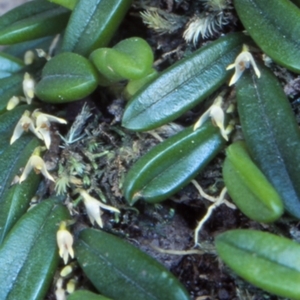 Bulbophyllum shepherdii at Bomaderry Creek Regional Park - suppressed