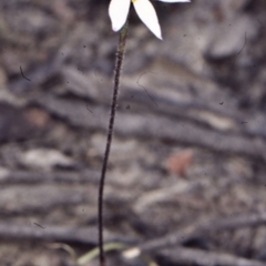 Caladenia alata (Fairy Orchid) at Coolumburra, NSW - 29 Sep 1998 by BettyDonWood