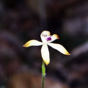 Caladenia testacea at Yerriyong State Forest - suppressed