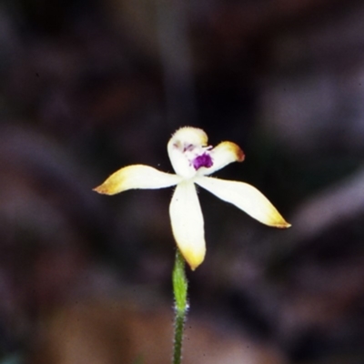 Caladenia testacea (Honey Caladenia) at Yerriyong State Forest - 30 Sep 1998 by BettyDonWood