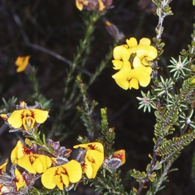 Dillwynia brunioides (Sandstone Parrot-pea) at Tianjara, NSW - 30 Sep 1998 by BettyDonWood