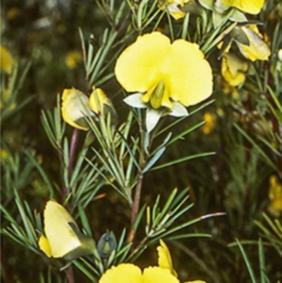 Gompholobium grandiflorum (Large Wedge-pea) at Mundamia, NSW - 16 Sep 1998 by BettyDonWood