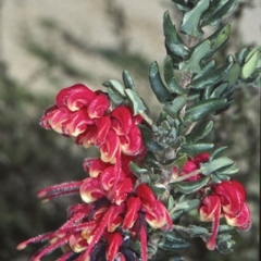 Grevillea baueri subsp. asperula (Bauer's Grevillea) at Coolumburra, NSW - 30 Sep 1998 by BettyDonWood